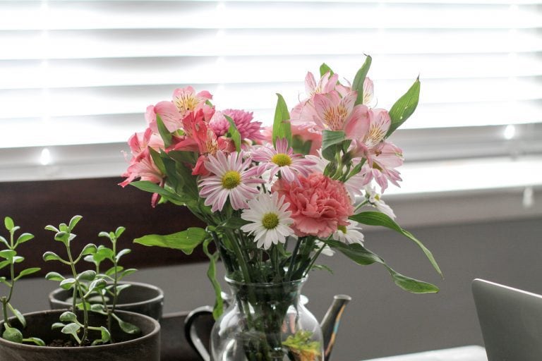 pink flowers near window