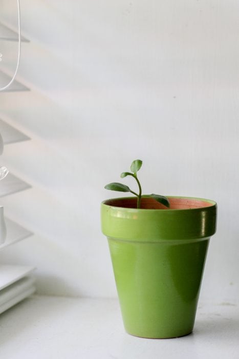 potted succulent cutting in green pot