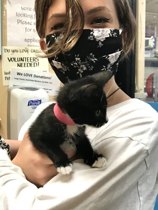 Petsmart adoption center kitten