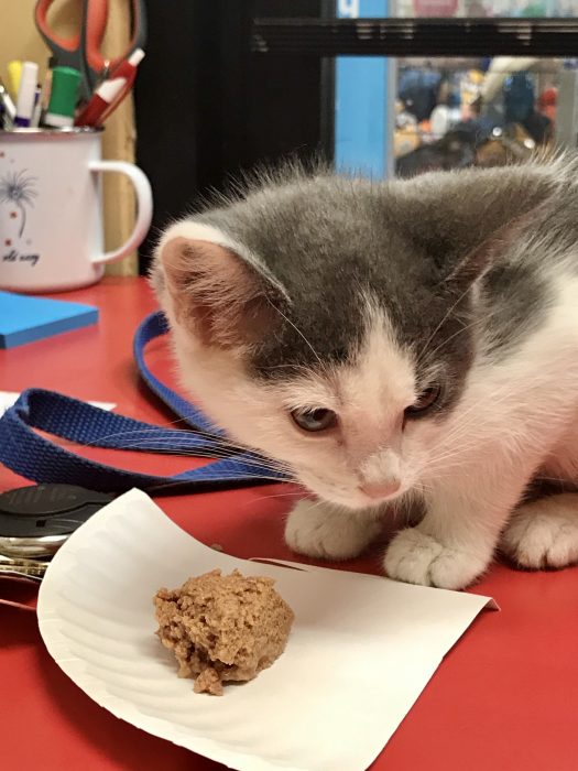 Petsmart adoption center kitten