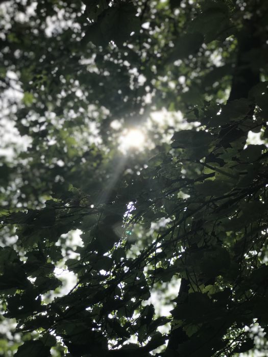 sun through trees
