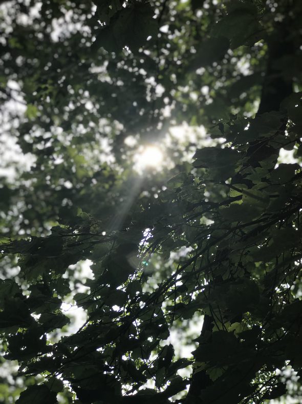 sun through trees