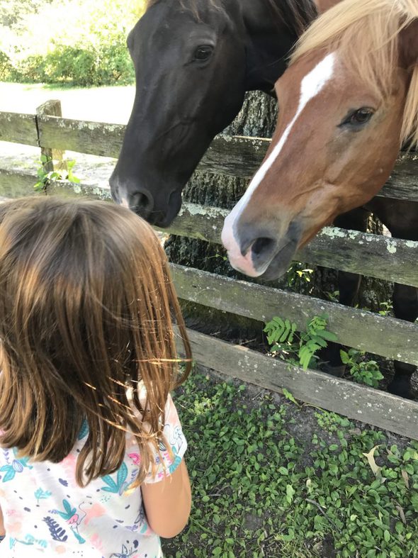 two horses