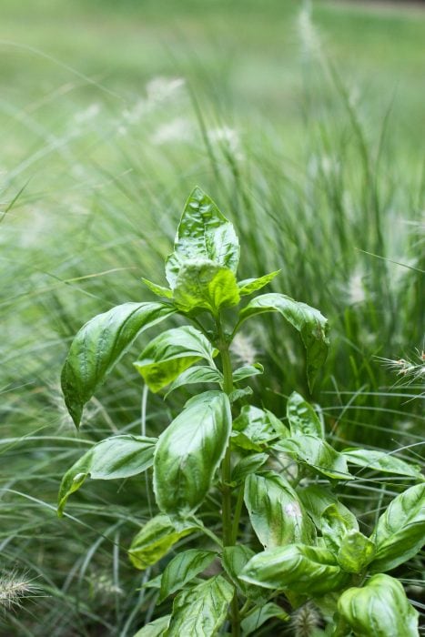 basil plant in a landscaping bed.