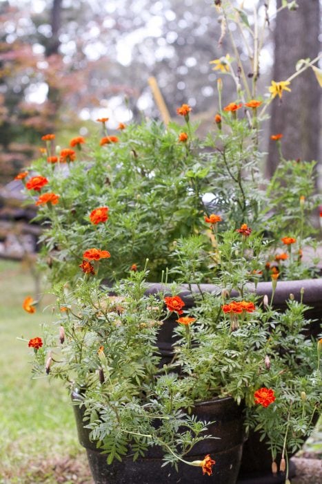 marigolds in pots