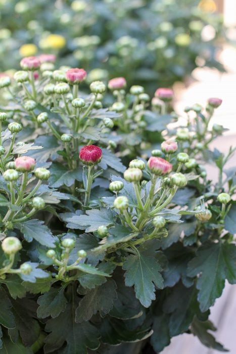 Red mum flower about to open