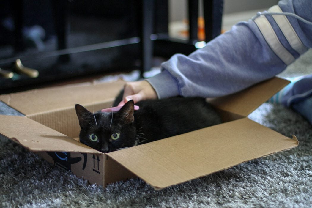 cat being brushed while sitting in a box