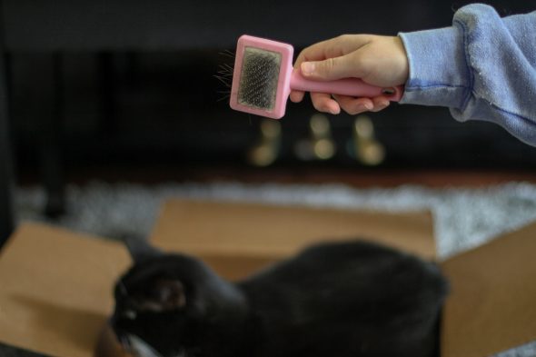 cat hair brush