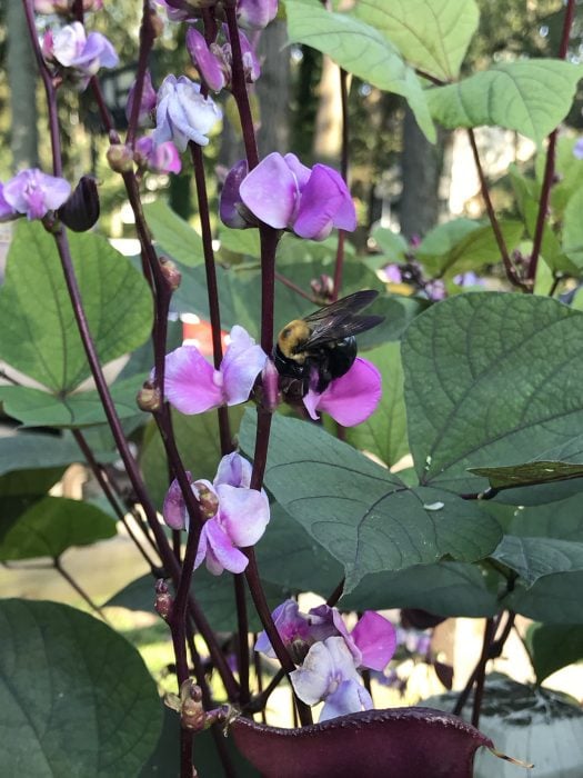 bumblebee on a flower