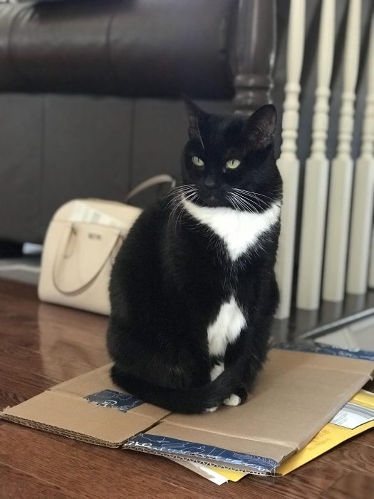 cat sitting on cardboard