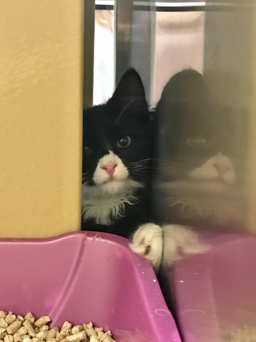 tuxedo kitten with pink nose