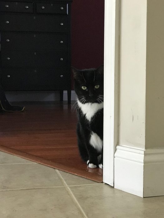cat peeking around door