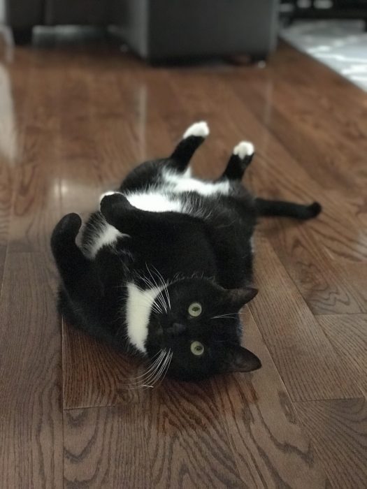 cat lying on her back