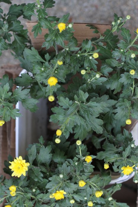 yellow heirloom mum