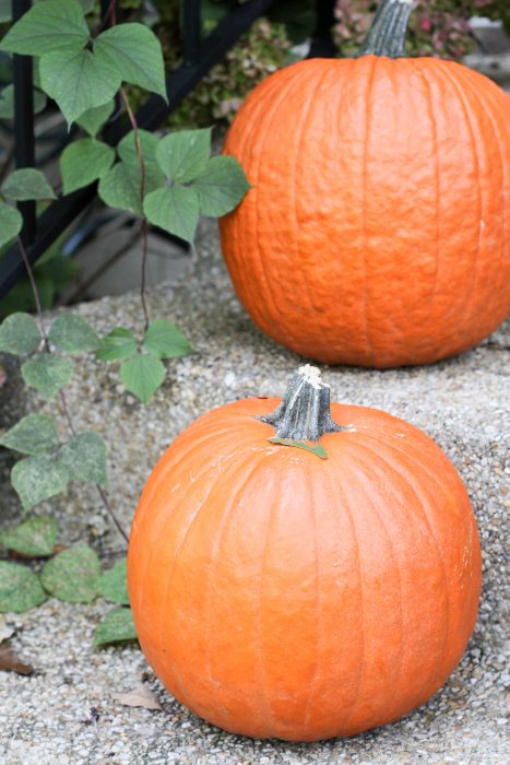 Aldi carving pumpkins