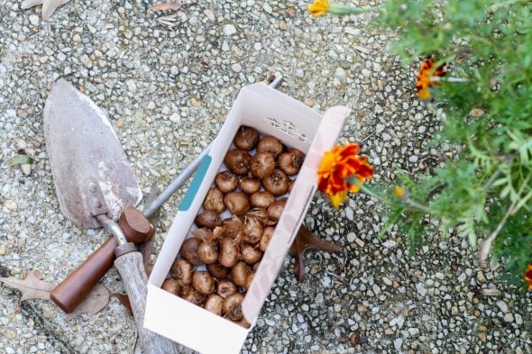 box of crocus bulbs from Aldi