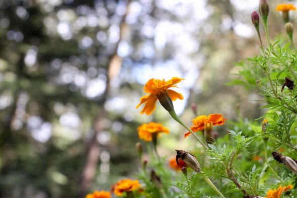 fall marigolds