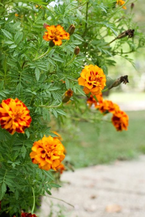 fall marigolds