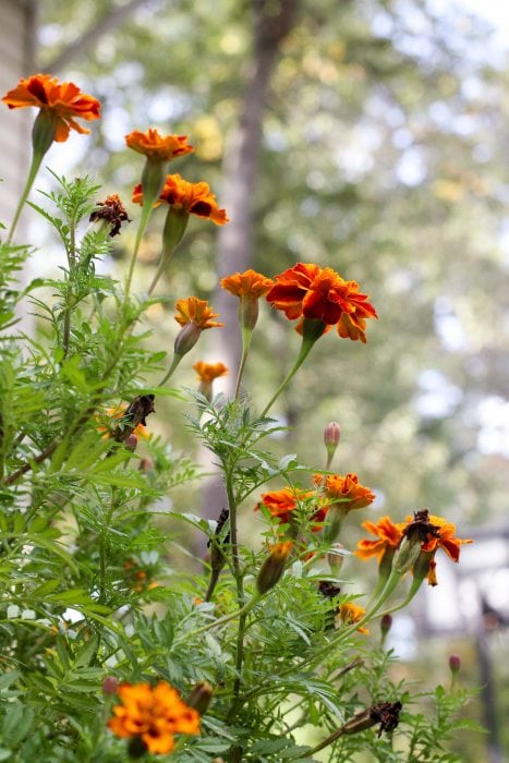 fall marigolds