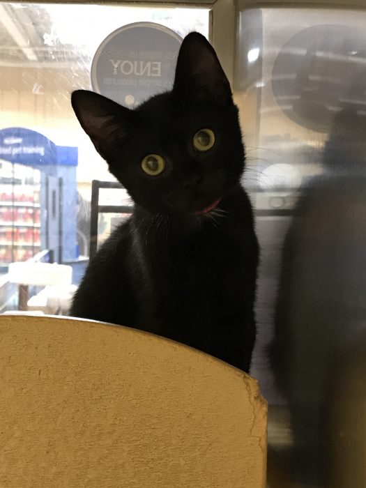 black rescue kitten