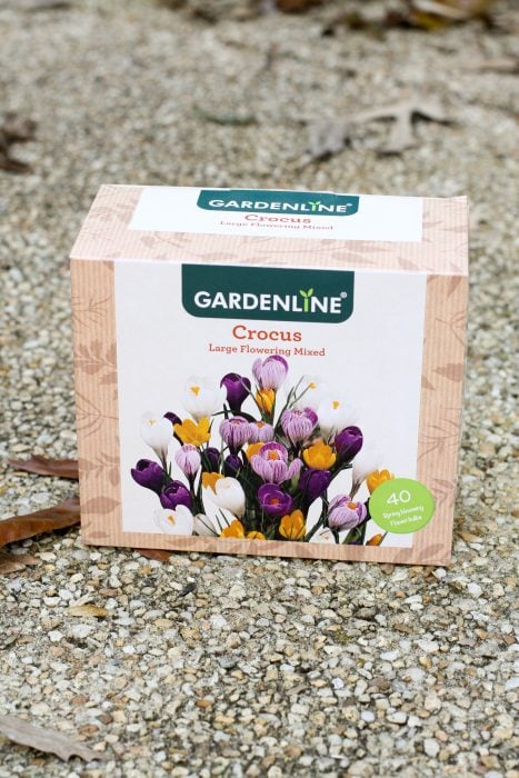box of crocus bulbs from Aldi