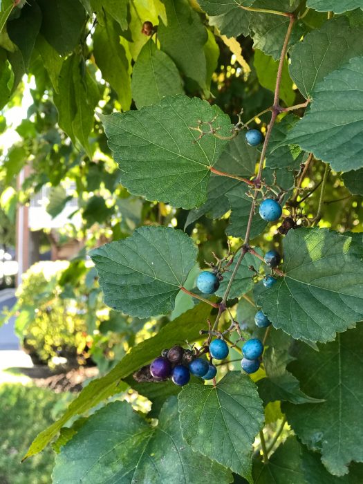 blue berries