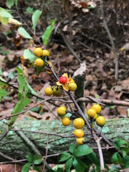 yellow berries