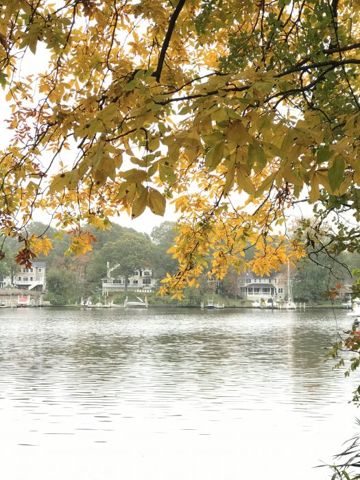 Yellow October leaves by the river