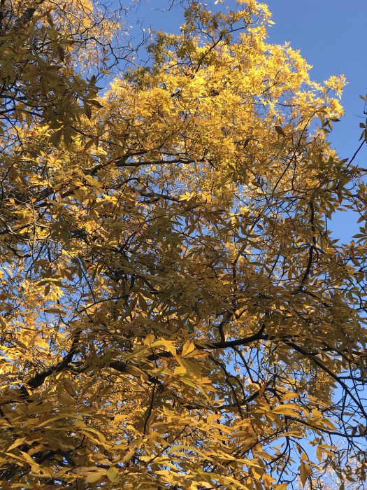 yellow fall leaves