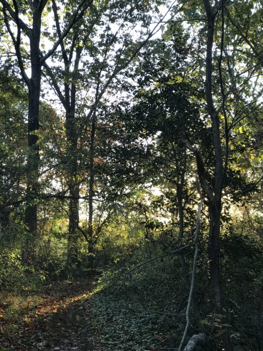 trees with morning sunshine