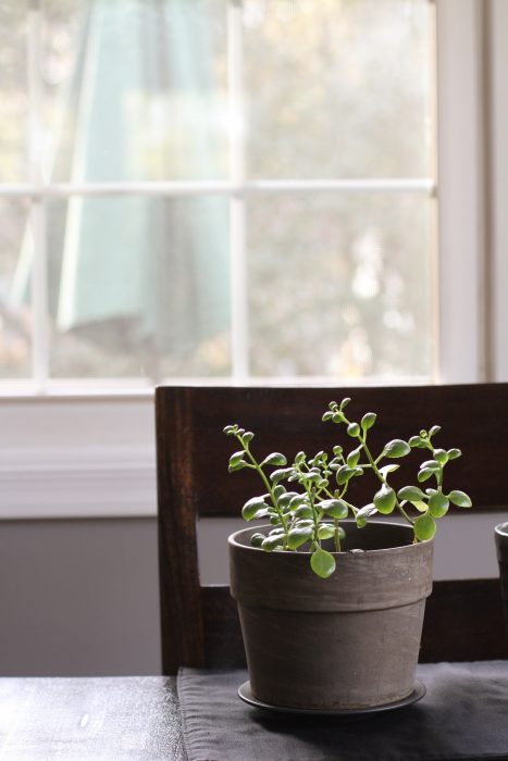 potted succulent