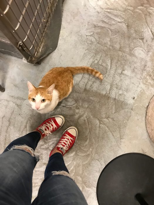 rescue orange tabby cat