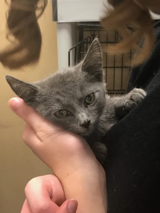 small gray kitten