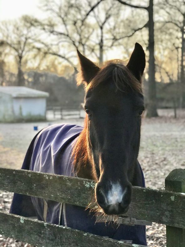 horse wearing a winter blanket