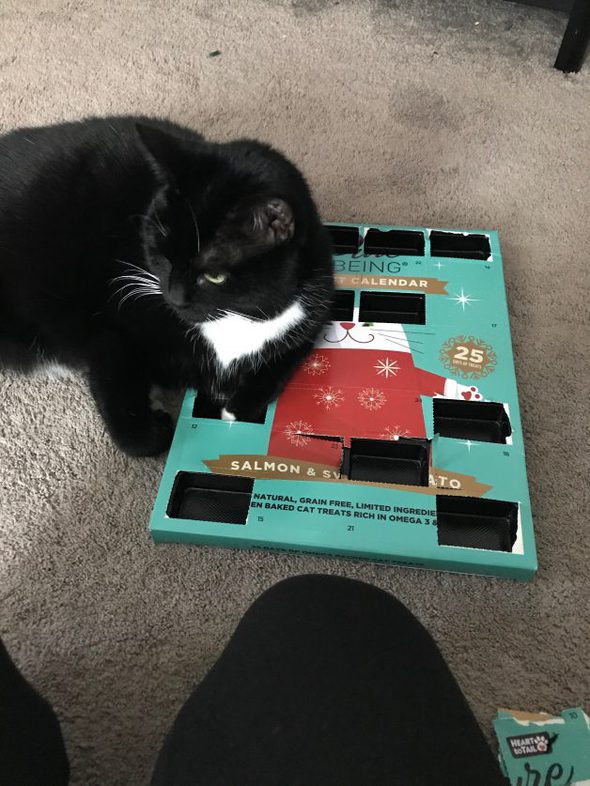 cat lying on advent calendar