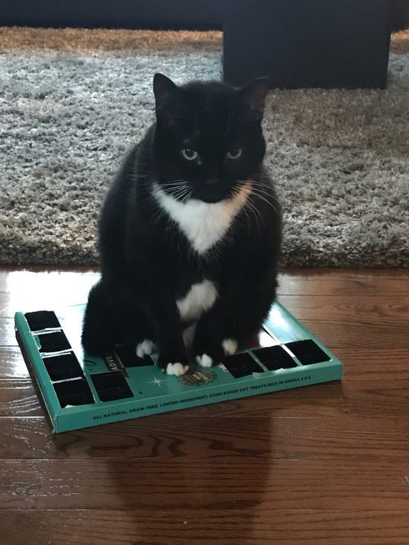 cat sitting on advent calendar