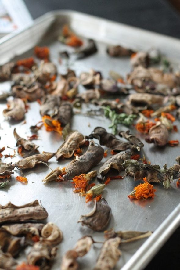 marigold seeds drying in a half sheet pan