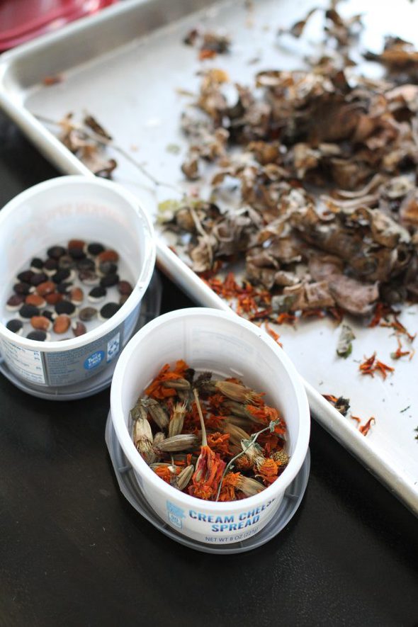 marigold seeds stored in cream cheese containers