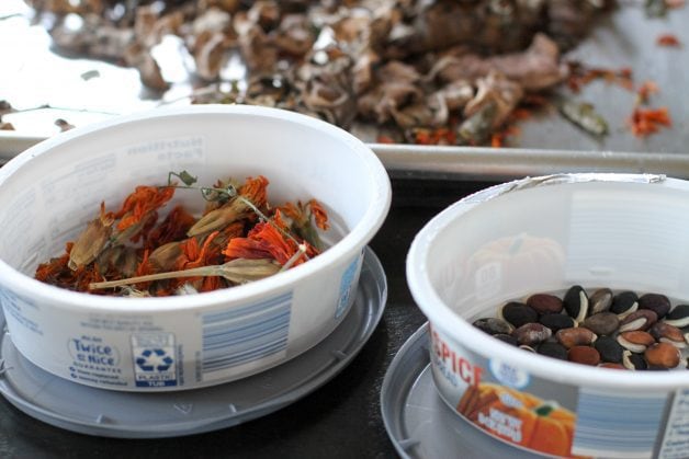 seeds stored in plastic containers