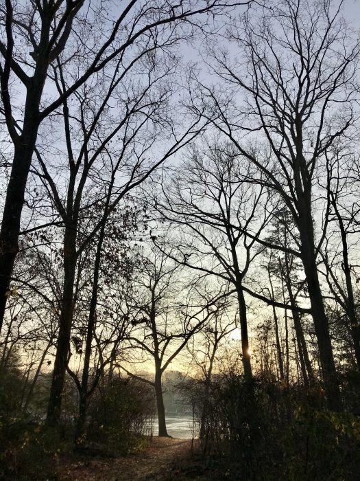 winter tree silhouettes