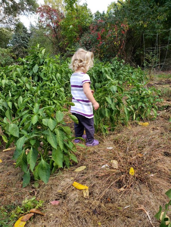 Blonde-haired little girl in a garden.