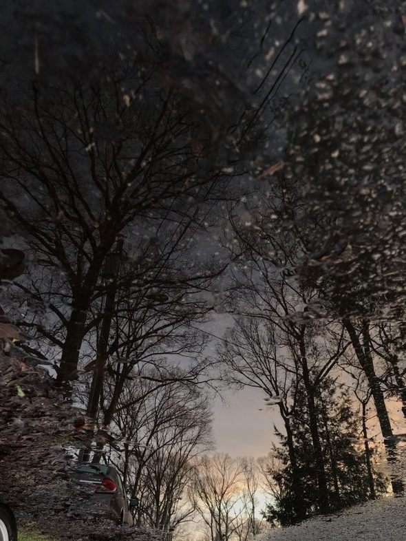 puddle reflection with winter trees
