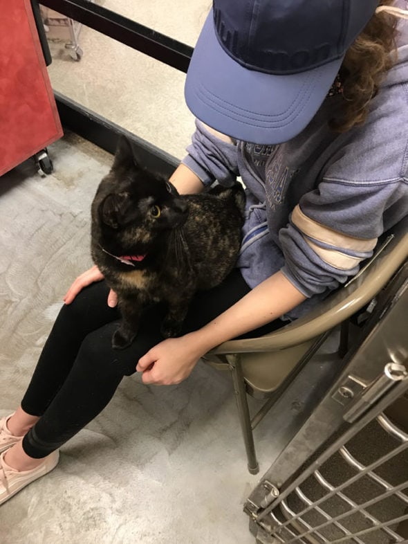 torti cat on Sonia's lap.