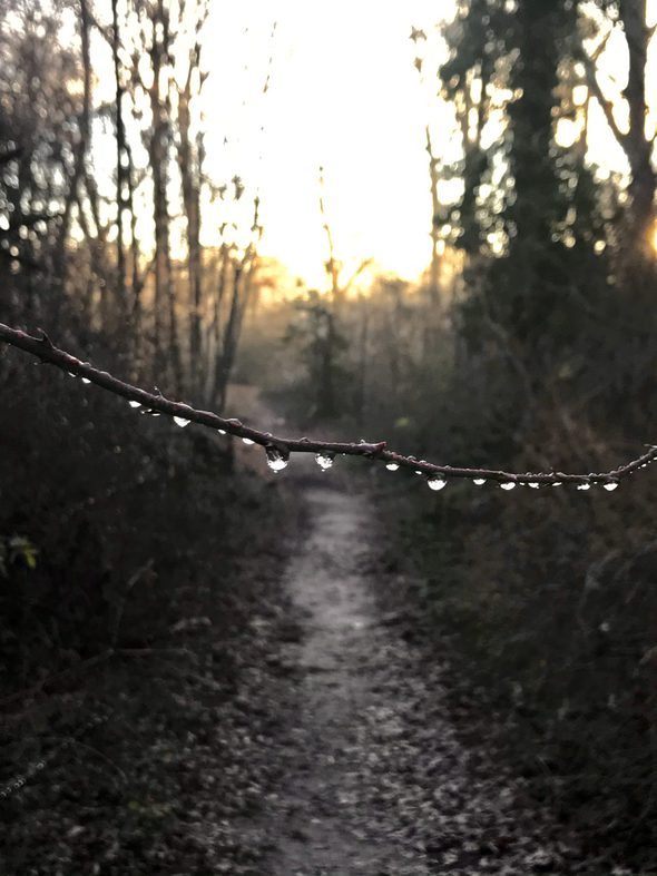 raindrops on winter branch