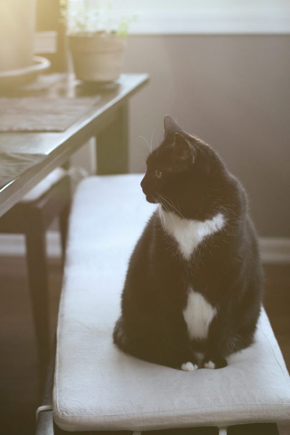 Tuxedo cat sitting on a bench in the sun