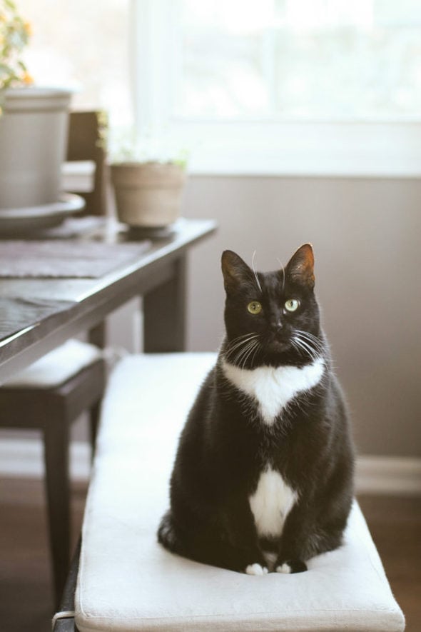 Tuxedo cat on bench, looking at the camera.