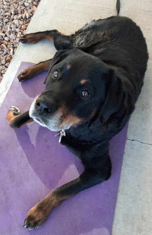 Roxie the dog lying down.