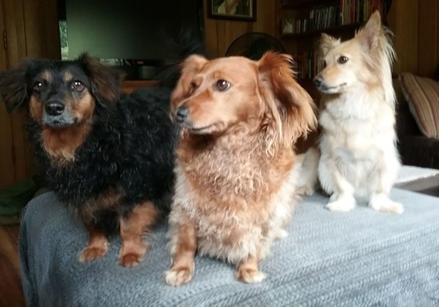 Three rescue dogs.