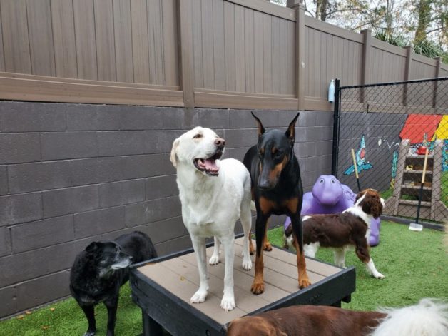 Multiple dogs at daycare.