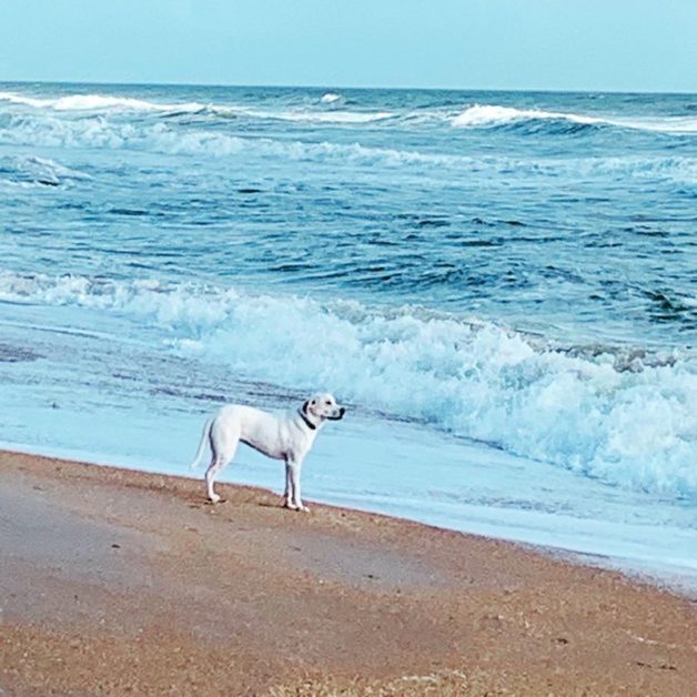 English pointer at the ocean beach.